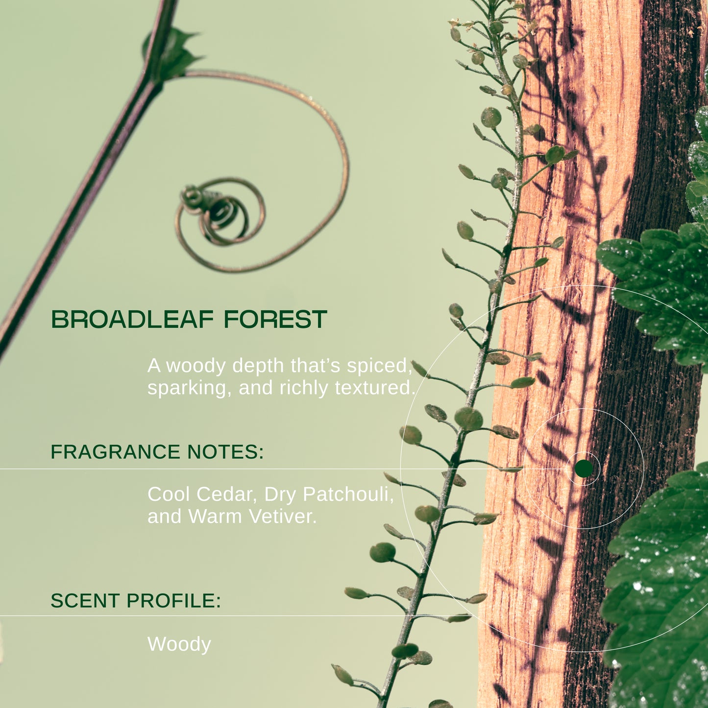 Broadleaf Forest Hand + Body Powder Wash